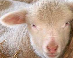 5 Aprile sit-in contro il massacro degli agnelli per Pasqua