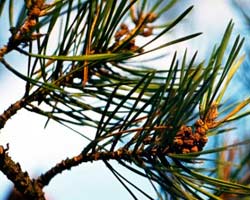 Un abete di 5 cm nei polmoni, i medici pensavano fosse cancro