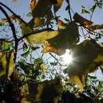 20090430_primavera