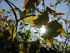‘Sindrome da primavera’ per 2mln italiani, irritabili e ansiosi