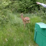 20090507_capriolo