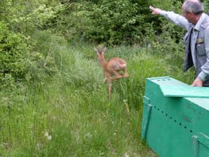 Capriolo catturato in area urbana dalla Polizia Provinciale Capriolo catturato in area urbana dalla Polizia Provinciale
