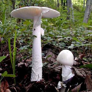 Bibbiena, altri 4 persone rimangono intossicati da amanita