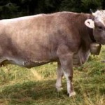 20090630_mucca_vacca