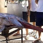 20090727_pesce_spada