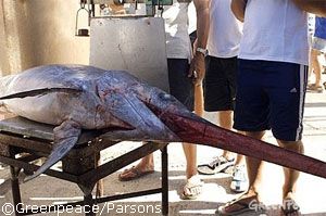 Greenpeace scopre peschereccio con spadara