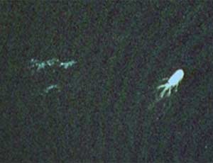 Mostro di Loch Ness, è stato avvistato su Google Maps