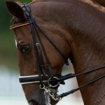 20090904_cavalli_giostra
