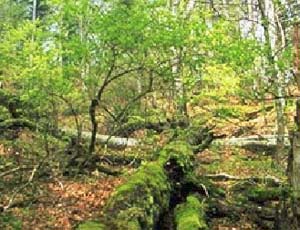 San Giovanni Valdarno, dal 4 maggio aree verdi aperte ma rispettando le misure anticontagio. Prima regola il buon senso