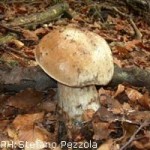 20091002_porcino