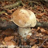 Parco: precisazioni su modifica disciplina raccolta dei funghi