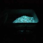 20091027_gamberetti_fluorescenti