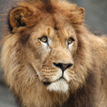 20091120_leone