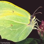 20091120_parco_farfalla