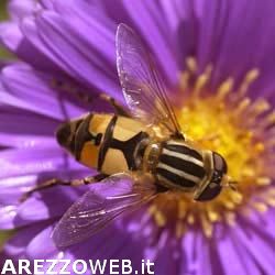 Ogm: Coldiretti, è allarme per miele con polline contaminato