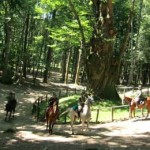 20091210_parco_cavalieri