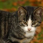 20091229_gatti_influenza_a_h1n1