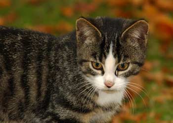 Il gatto: conoscerlo meglio a casa in colonia