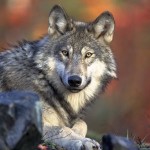 20100128_canis_lupus