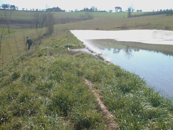 Scarica liquami in un torrente, denunciata allevatrice cortonese