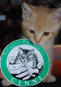 Appello di cibo dal rifugio per gatti ‘Cinni’ di Arezzo