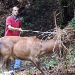 20100402_parco_liberazione_cervo