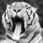 20100420_tigre_bianca