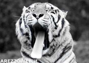 Animali: Germania, veterinario italiano impianta protesi anca in tigre