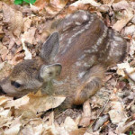 20100504_parco_bosco_cerbiatto