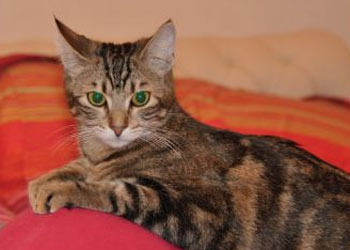 Smarrita una gattina di nome ‘Gessica’