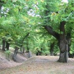 20100524_parco_selve_vogognano