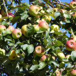 20100615_casentino_frutti_mele