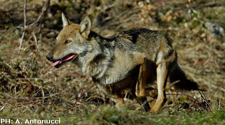 Parco nazionale: Un week end di lupi e vette,  anche dello spirito