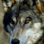 20100625_parco_lupo