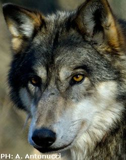 Il lupo appenninico presidio di biodiversità