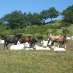 20100804_via_dei_cavalieri