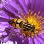20100831_ape_vespa_fiore