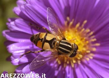 Dalla Regione 3,6 mln di euro per sostenere i settori floricolo e ovicaprino