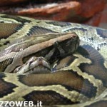 20100831_pitone
