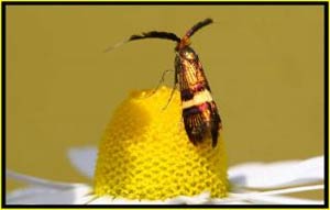 Gli ‘Abitanti’ del Microcosmo