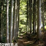 20100901_bosco_montagna_funghi