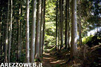 Intensificati i controlli in Pratomagno: guardie forestali al lavoro per assicurare il rispetto dell’ambiente