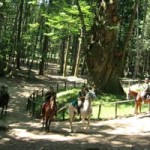20100902_parco_cavalieri_castagno