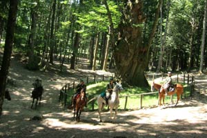 Un week end a ‘cavallo’ nelle foreste del Parco del Casentino