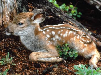 Non toccate i cuccioli di animali del bosco
