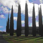 20101001_cipressi_nuovi
