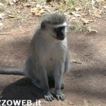 20101007_macaco_primate_scimmia