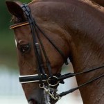 20101102_cavallo_fiera