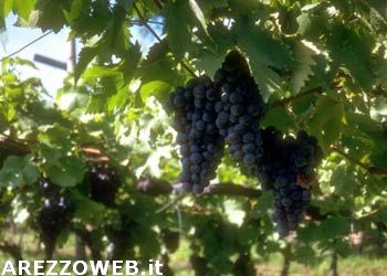 Vendemmia 2014: zuccheri ok, ma rischi per la colorazione e gli aspetti fito-sanitari