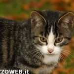 20101111_gatto_felini